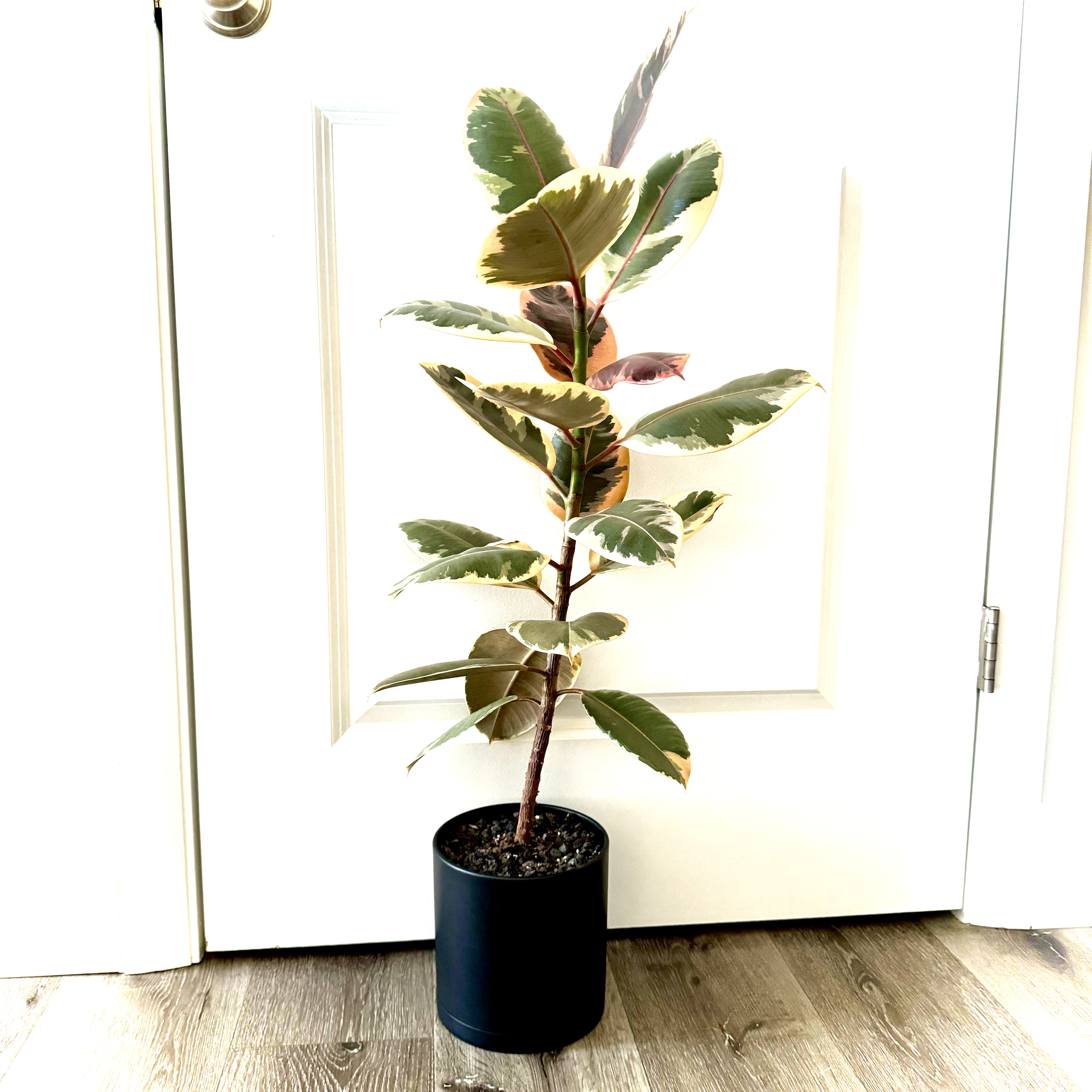 Ficus 'Ruby' plant in a black pot with variegated leaves against a white door.