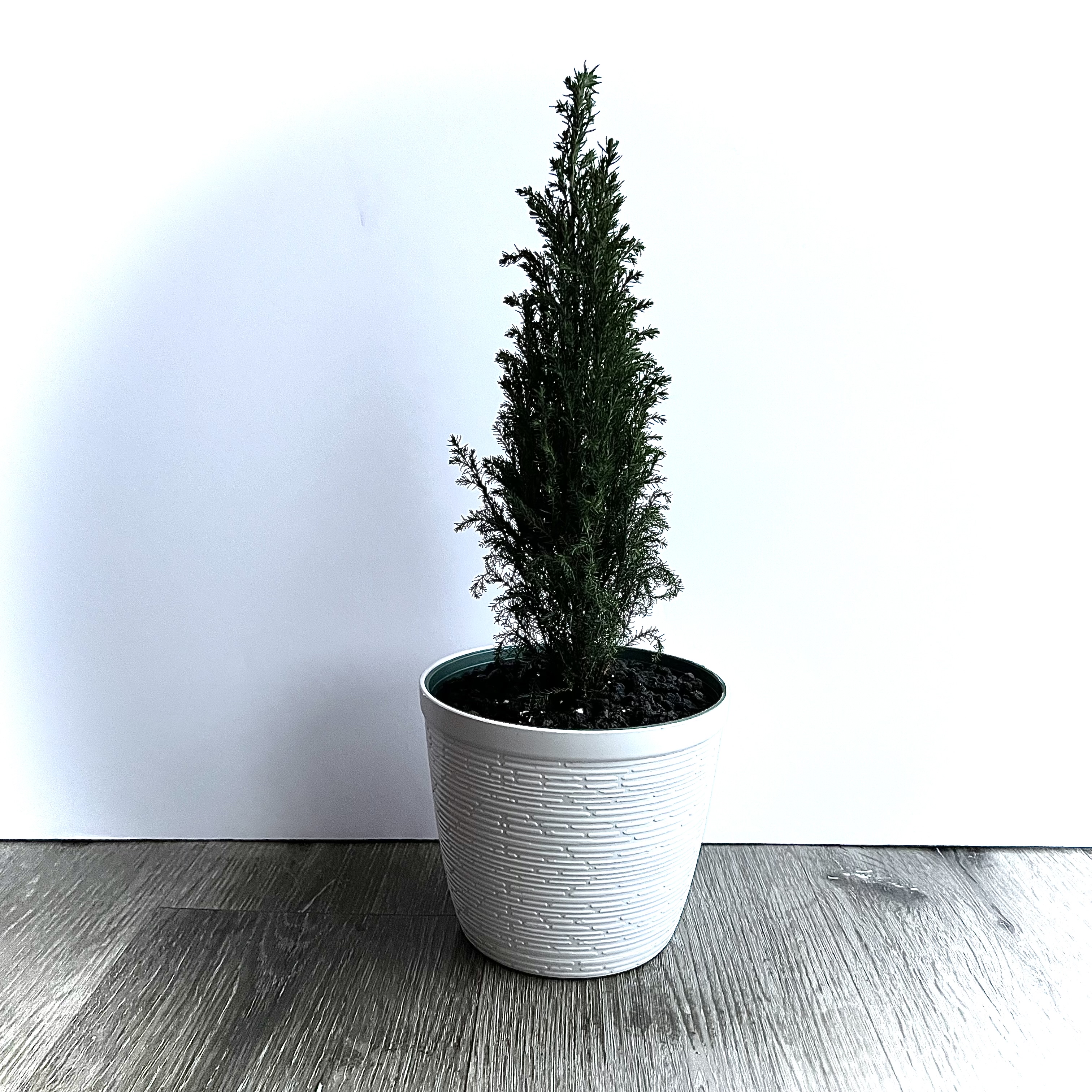 Lawson Cypress plant in a white pot on a wooden floor.
