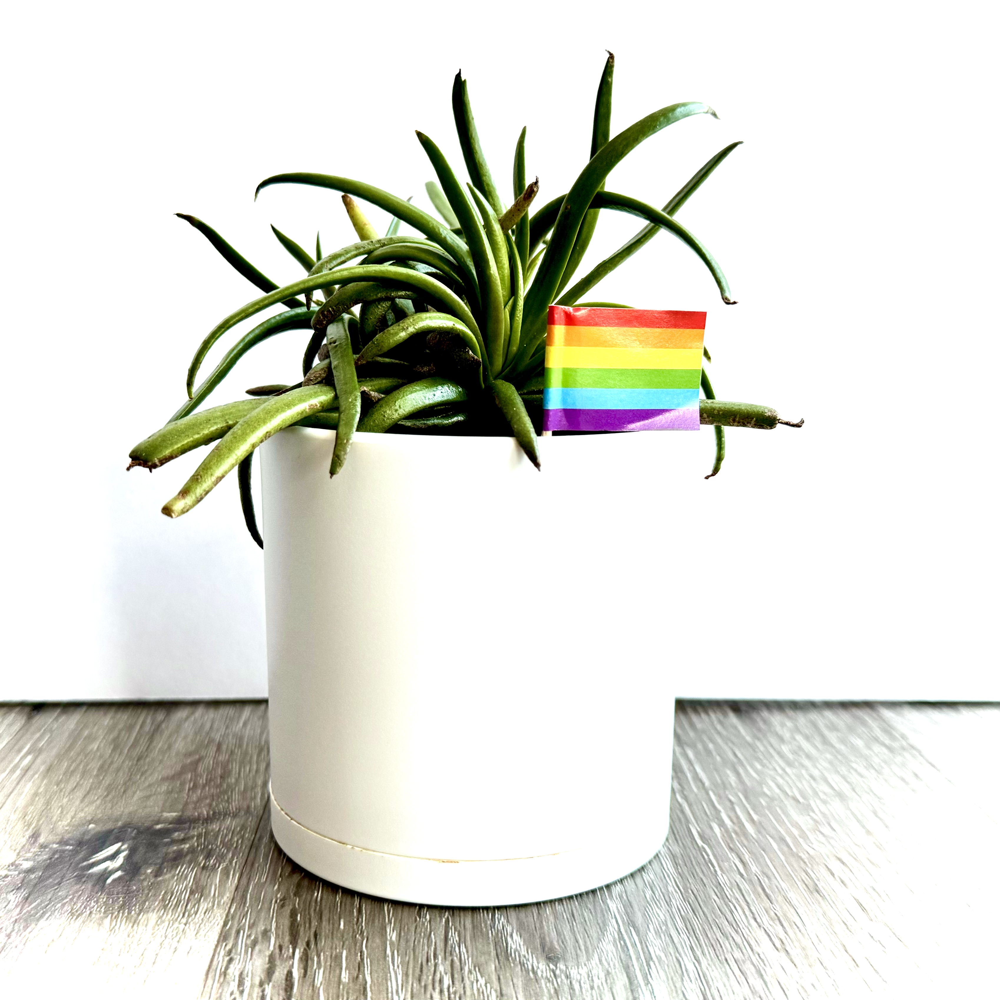 Photo of the plant species Devil's Horns by @srdesigns named Damien on Greg, the plant care app