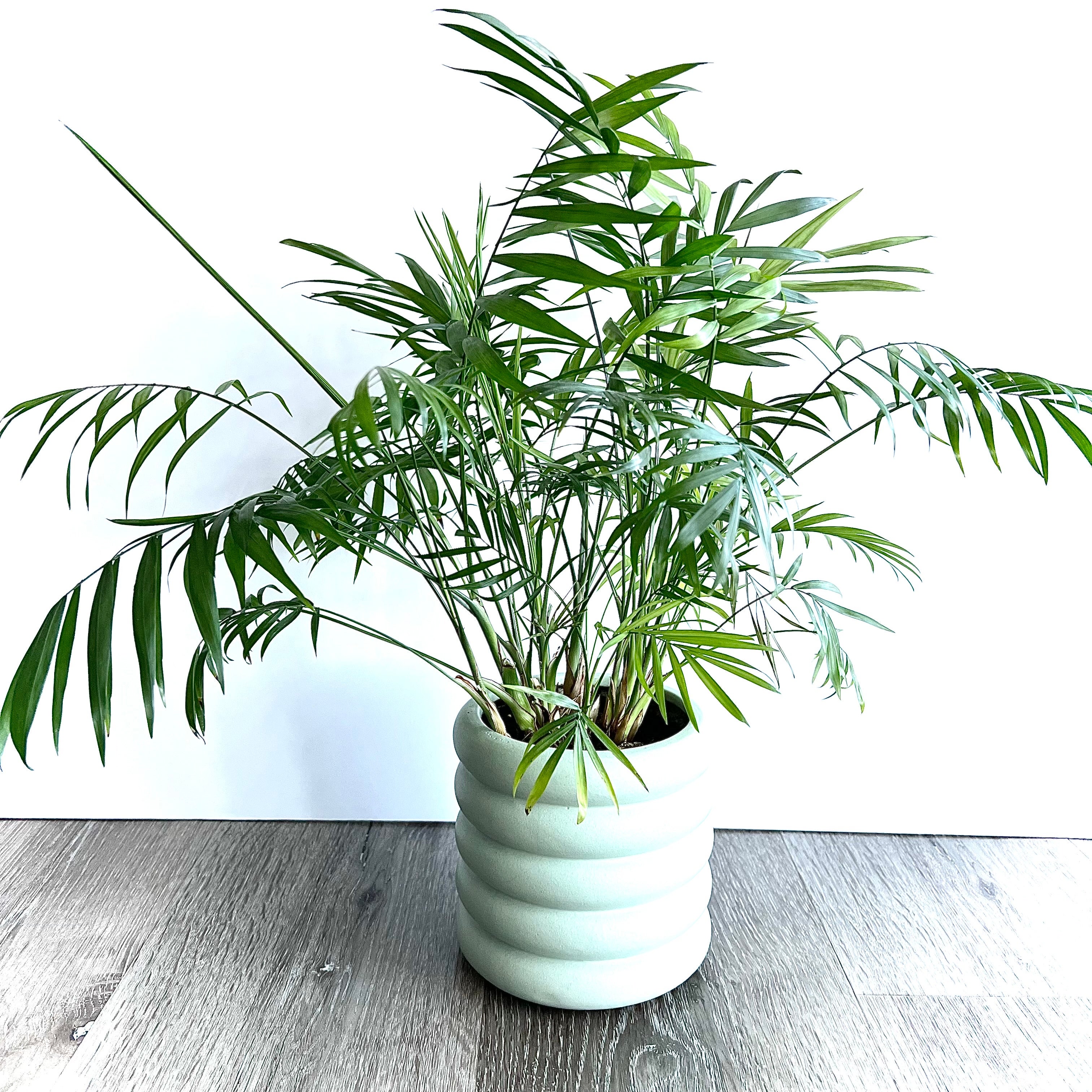Photo of the plant species Parlour Palm by @srdesigns named Speedy Gonzales on Greg, the plant care app