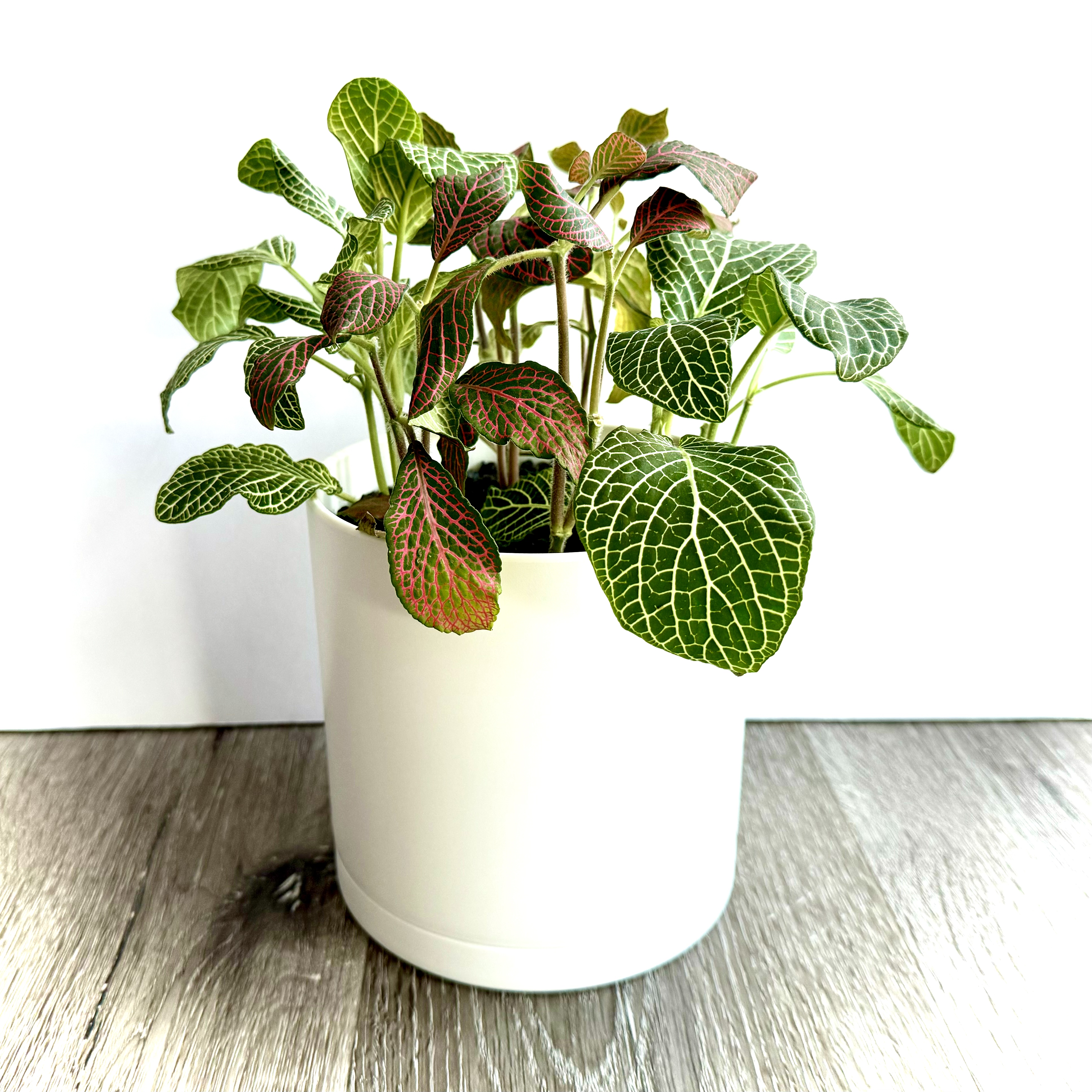 Red Anne Nerve Plant in a white pot with vibrant green and red-veined leaves.