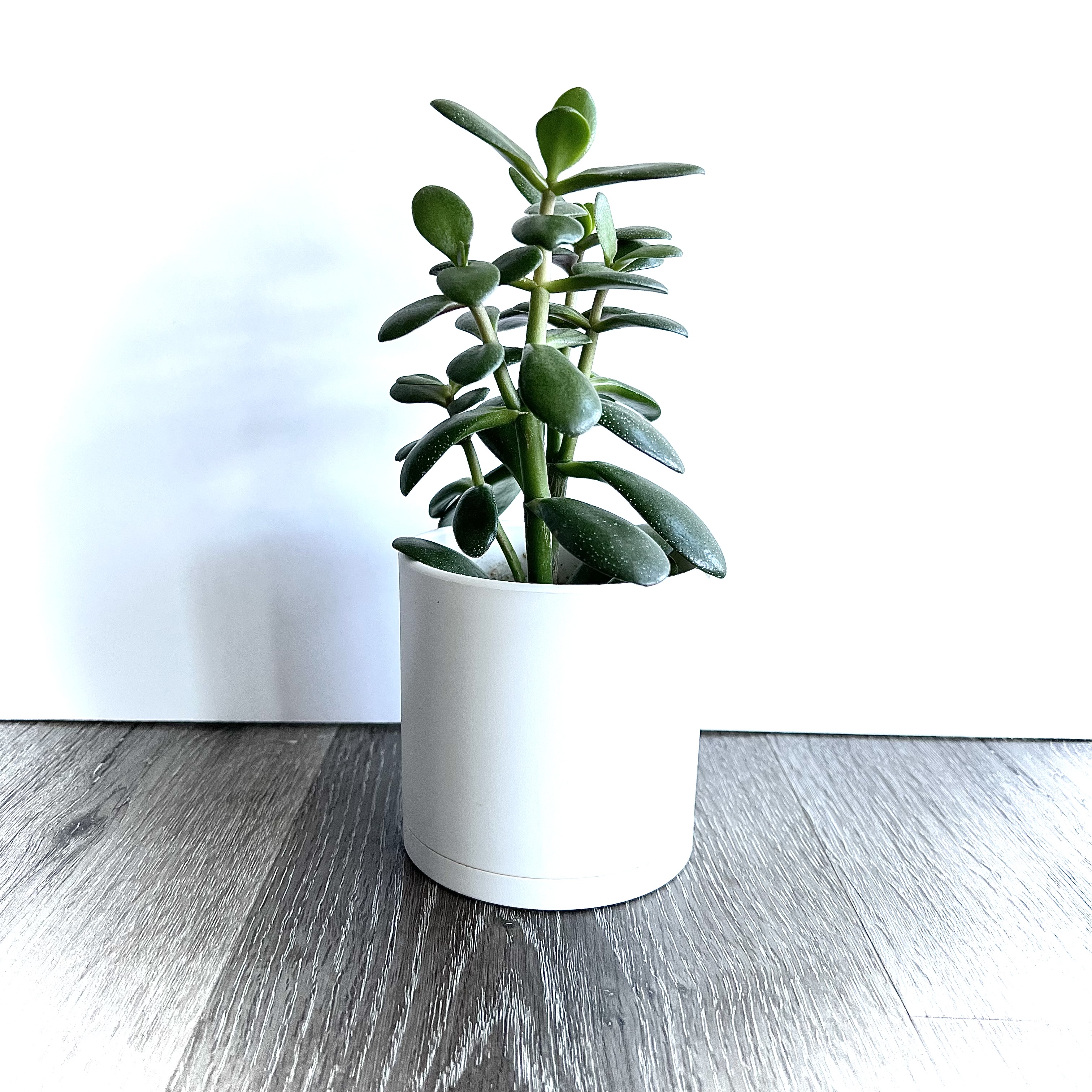 Photo of the plant species Jade by @srdesigns named Sylvester on Greg, the plant care app