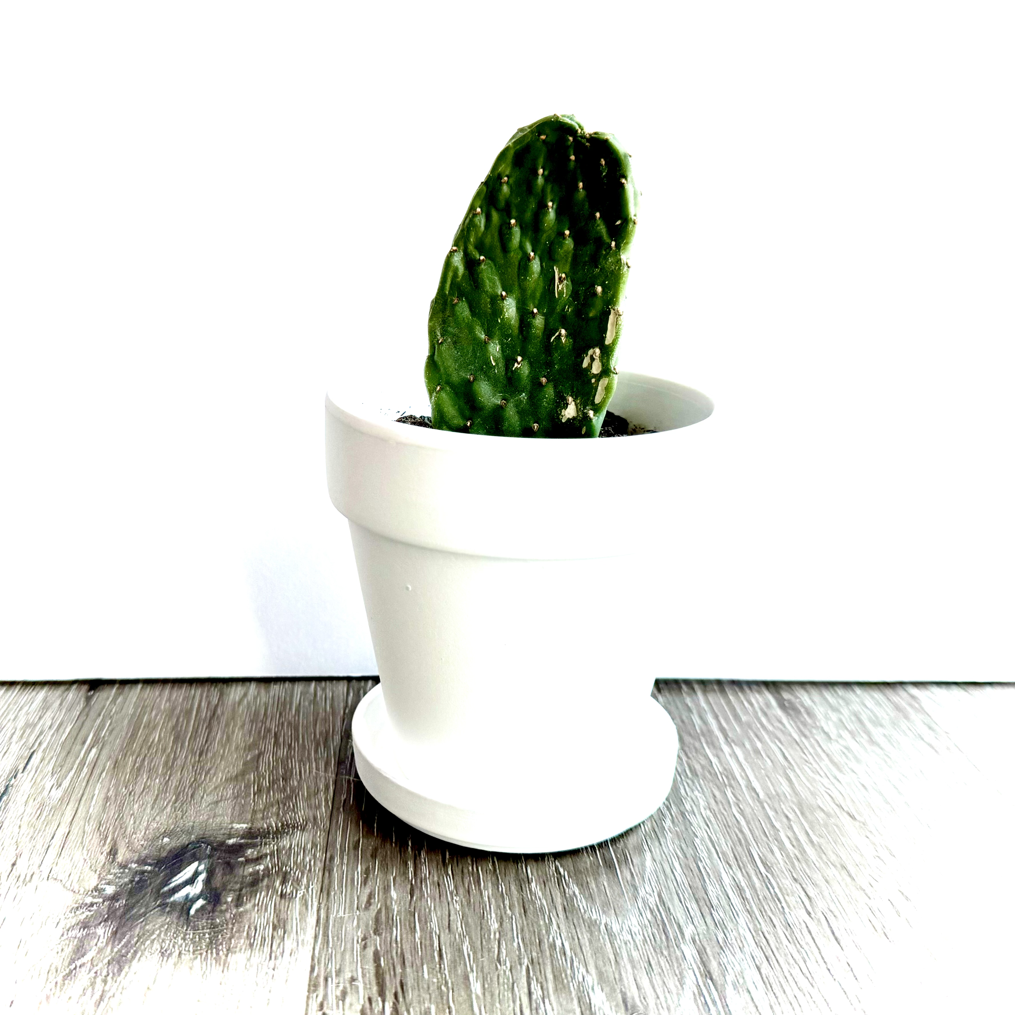 Woolyjoint Prickly Pear cactus in a white pot on a wooden surface.
