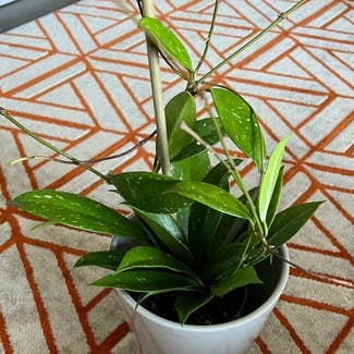 Hoya pubicalyx 'Splash' plant in Chelsea, Massachusetts
