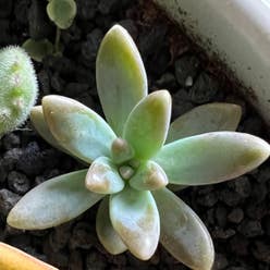 Pachyphytum hookeri plant