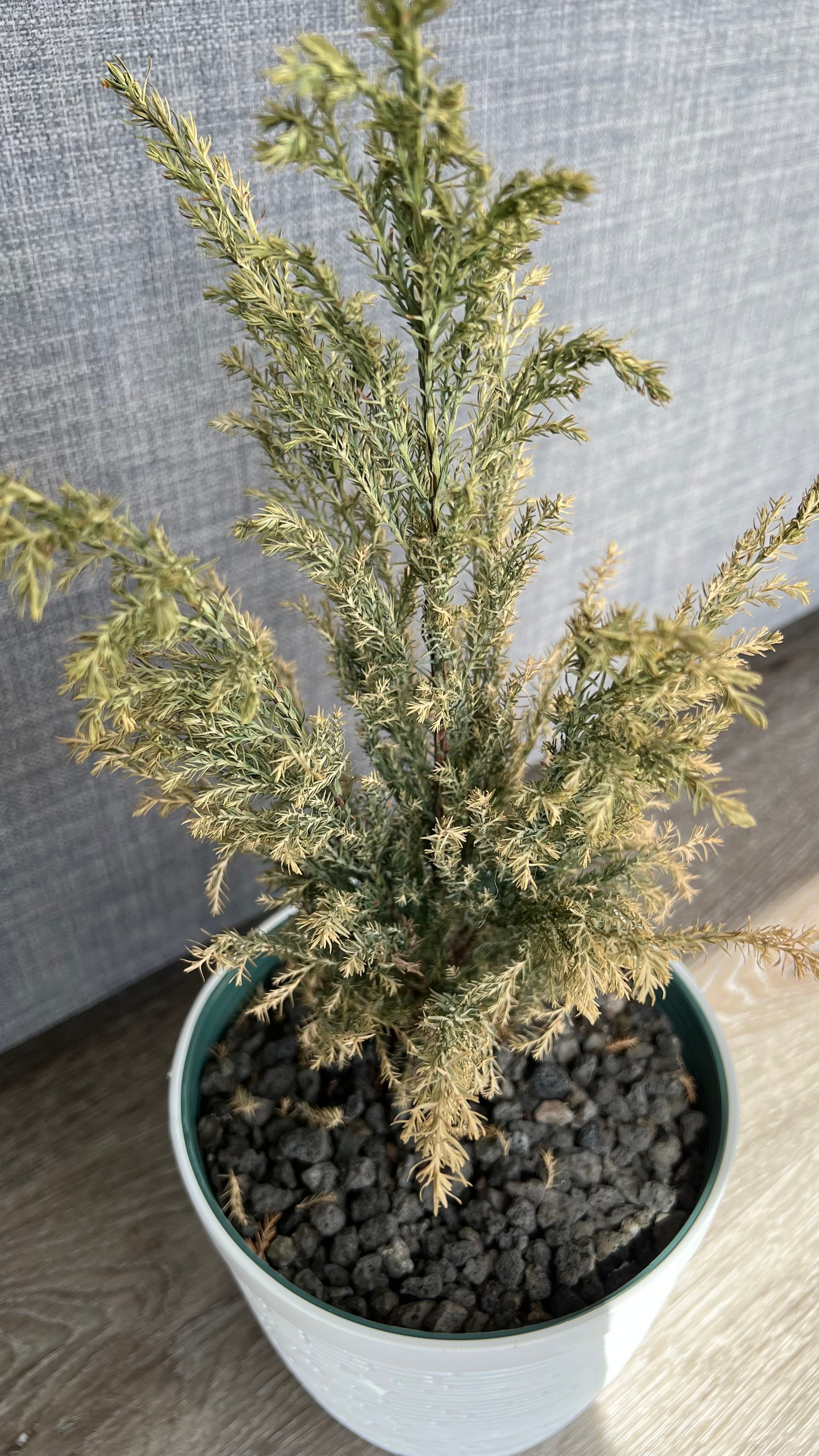 🌳 4 Best Companion Plants for Gold Mop Cypress