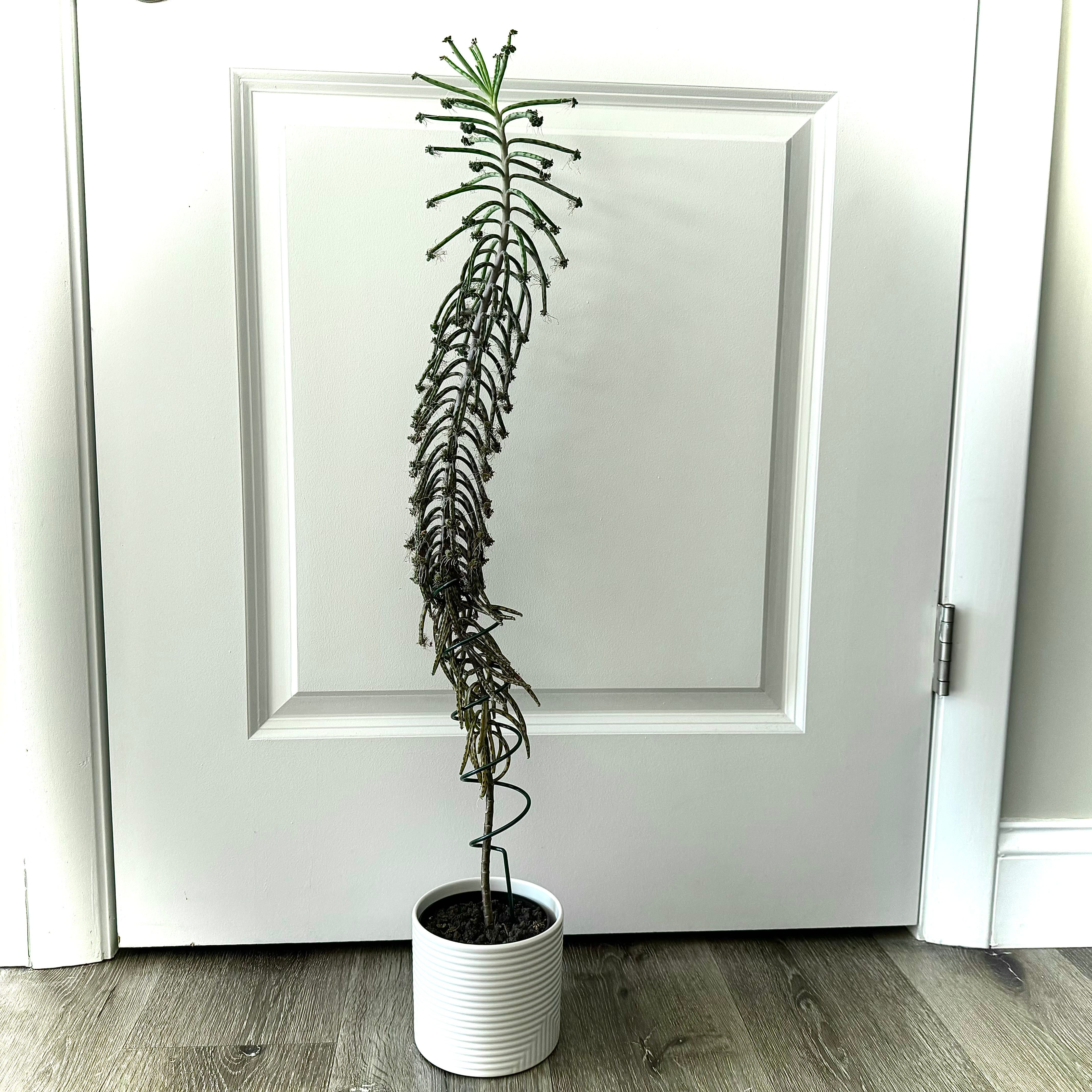 Kalanchoe 'Little Dragon' PP34248 How Much Water & Light Does it Need