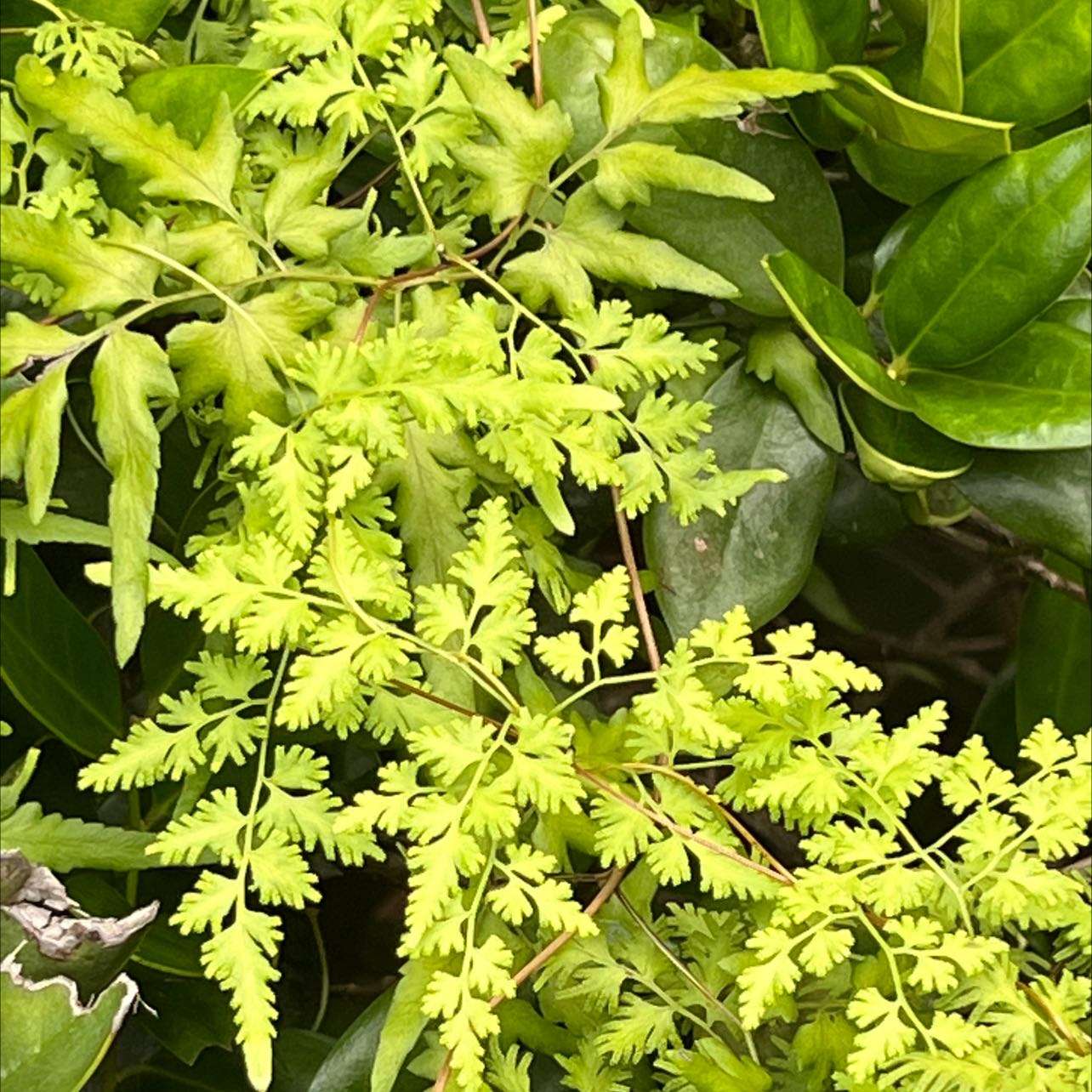 Plant care for Monarch Climbing Fern on Greg, the plant care app