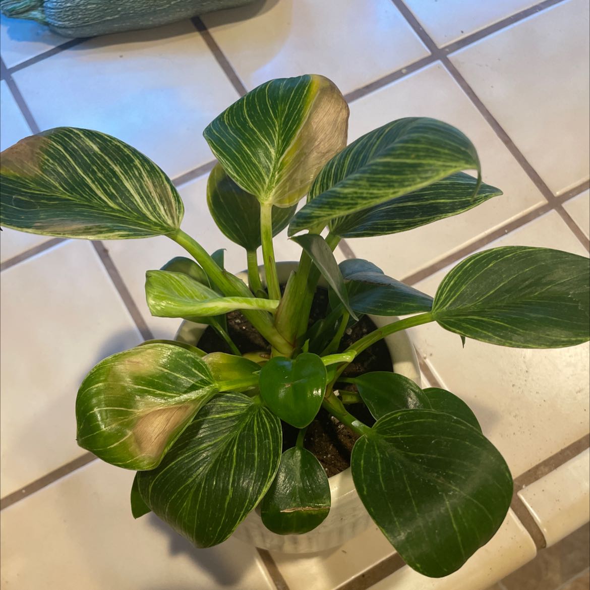 Philodendron cordatum plant with some browning leaf tips, potted on a tiled surface.