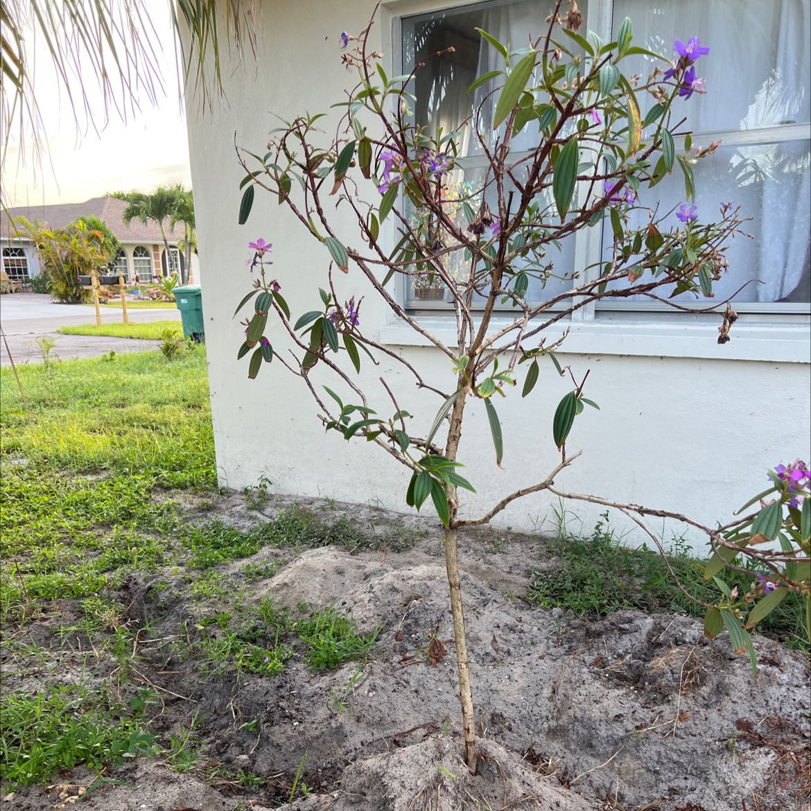 Photo of the plant species Indian Rhododendron by @GoldBonsai named Glory tree on Greg, the plant care app