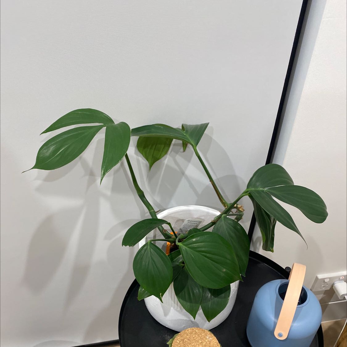 Photo of the plant species Asian Form Epipremnum Pinnatum by @ComicalApricot named Epi on Greg, the plant care app