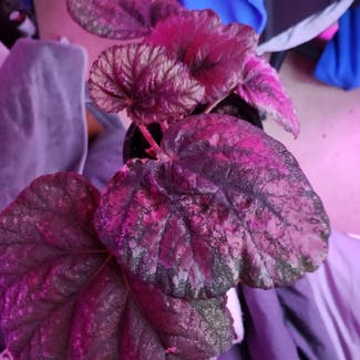 Rex Begonia plant in Sydney, New South Wales