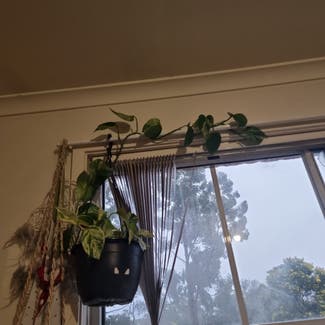 Marble Queen Pothos plant in Sydney, New South Wales