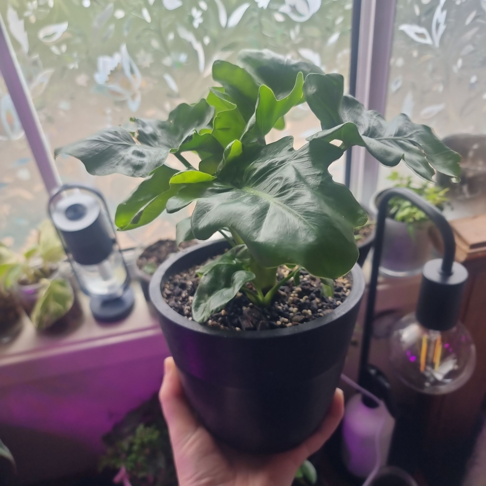 Philodendron 'Super Atom' plant in a black pot, held by a hand, with other plants in the background.
