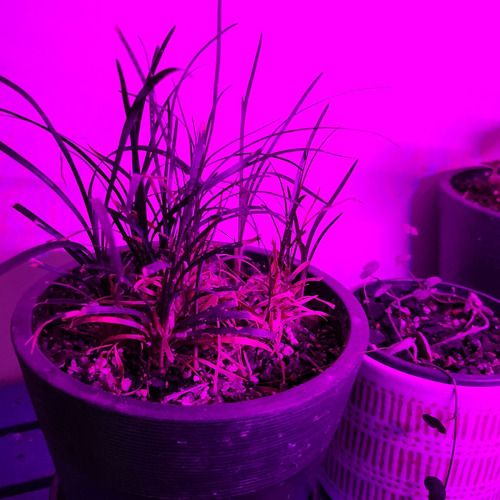 Potted Mondo grass under purple lighting, with soil visible.