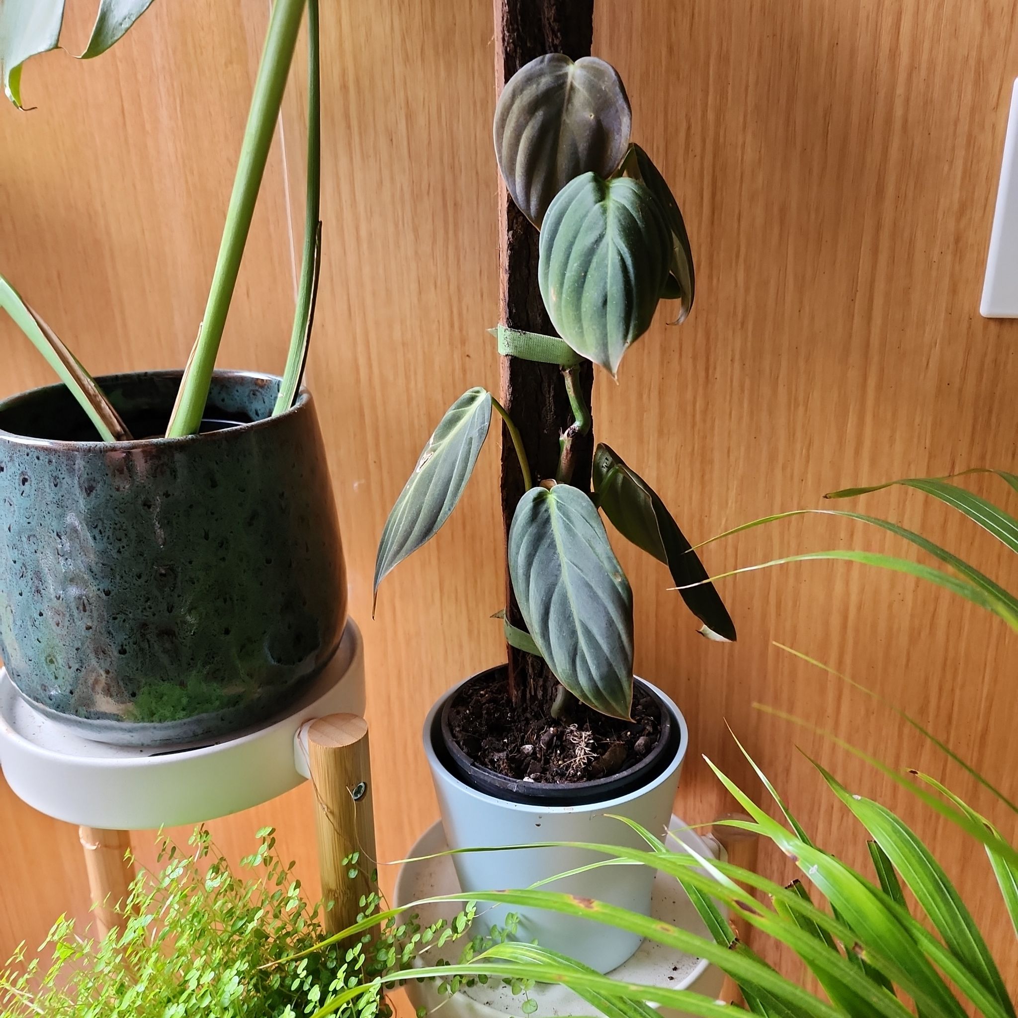 Philodendron gigas plant with elongated, heart-shaped leaves and some browning, climbing a support.