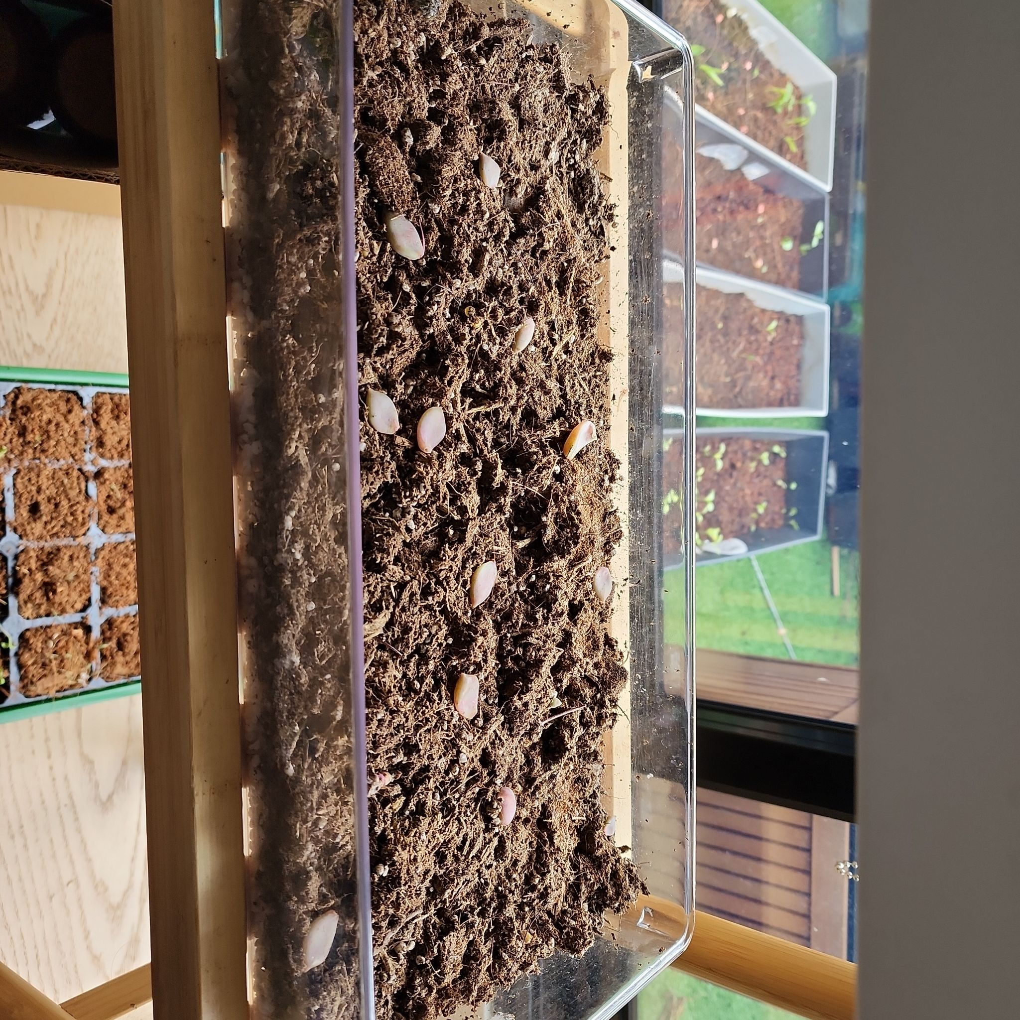 Tray with soil and Echeveria laui cuttings in early propagation stage.
