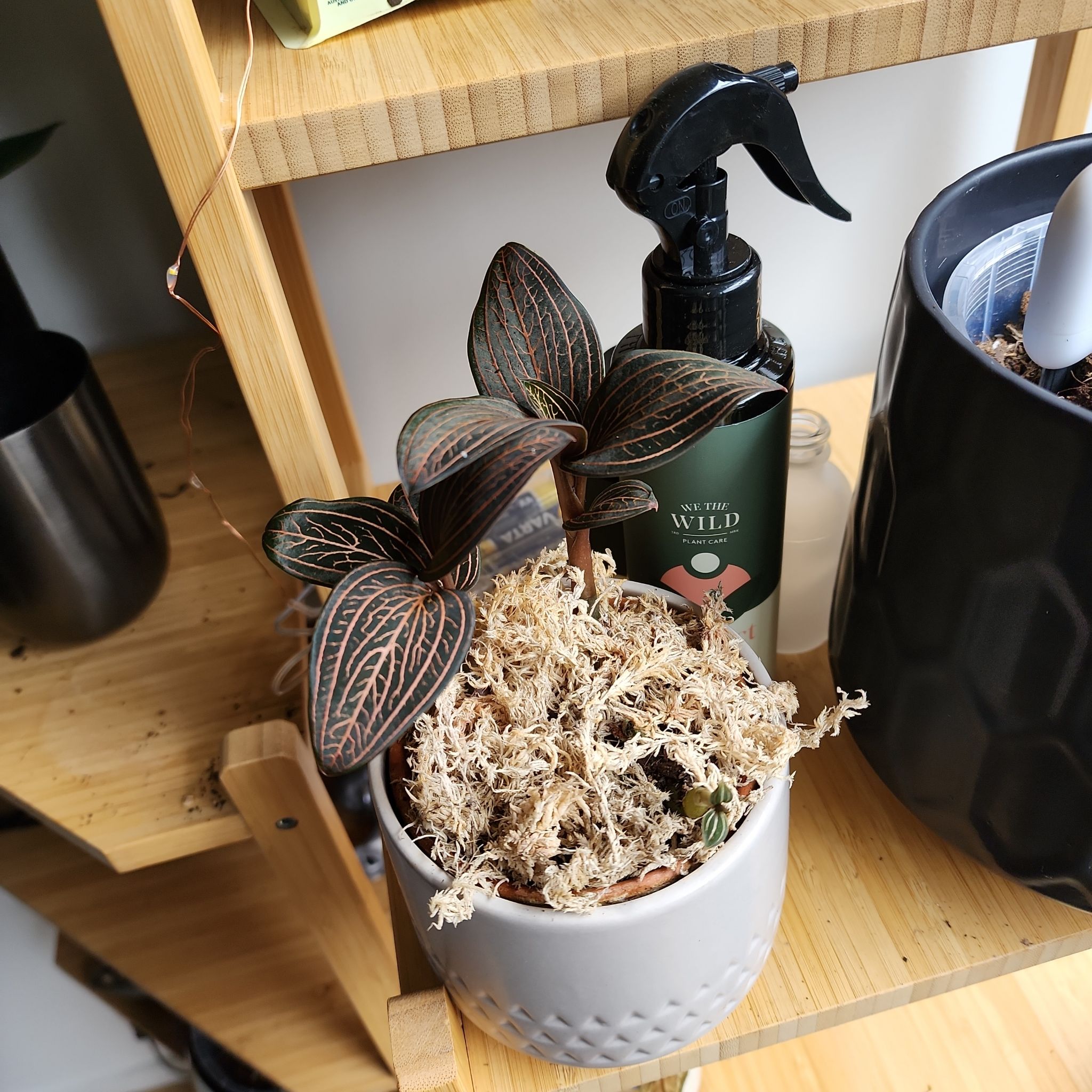 Photo of the plant species Anoectochilus roxburghii 'Spiderman' by @EasygoingBanana named Zeus on Greg, the plant care app