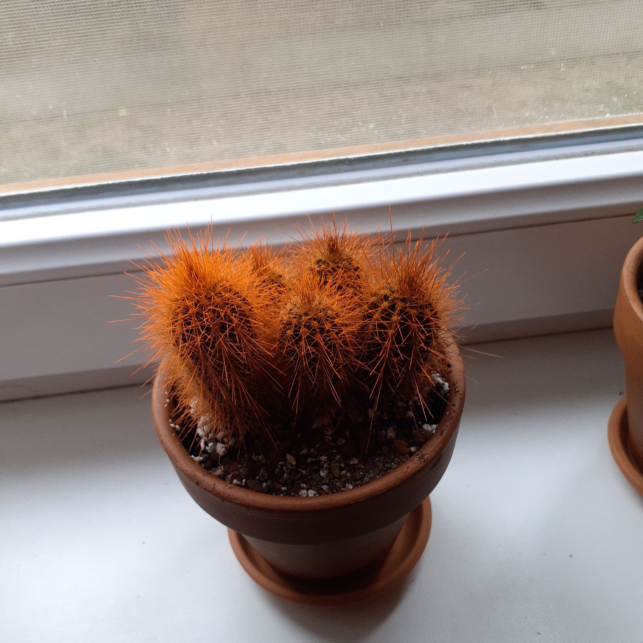 Potted cactus identified as The Glory of Texas with vibrant orange spines on a windowsill.