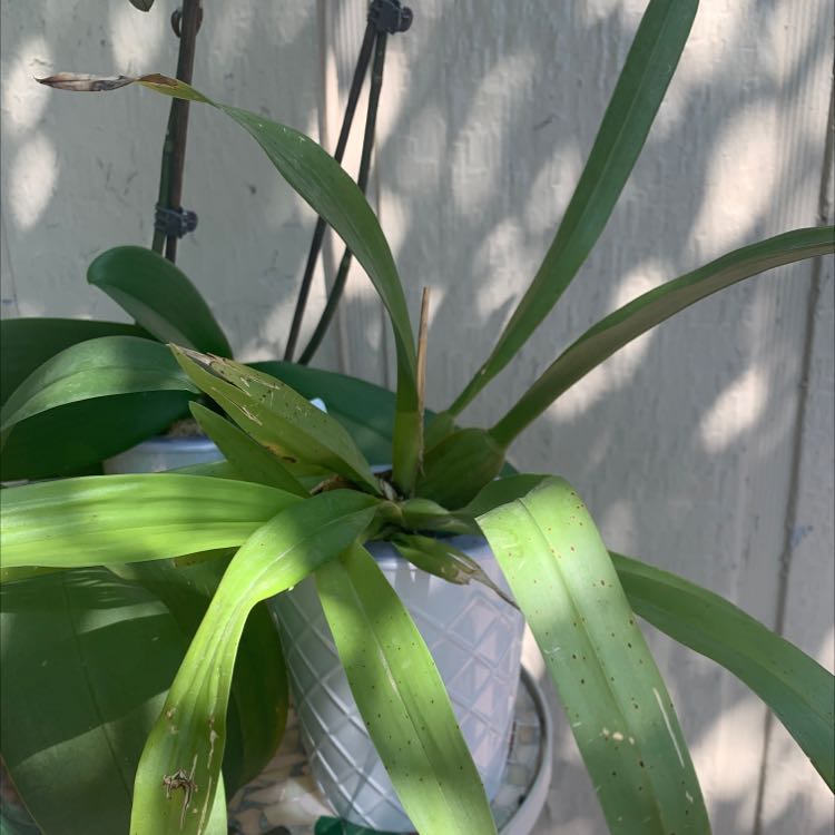 Photo of the plant species Heaven Scent Orchid by @UntarnishedFord named Sweet baby on Greg, the plant care app
