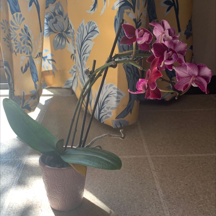Photo of the plant species Chine E Yenlin Orchid by @UntarnishedFord named Mini purple phal on Greg, the plant care app