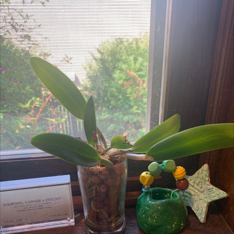 Photo of the plant species Vanilla Sky Orchid by @UntarnishedFord named Vanilla sky cattleya on Greg, the plant care app