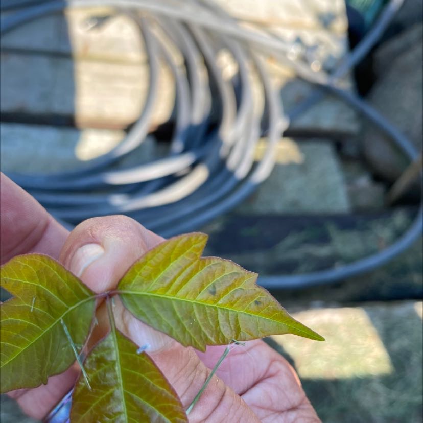 Close-up of a Poison Ivy plant with three leaves held by a hand, slight yellowing visible.