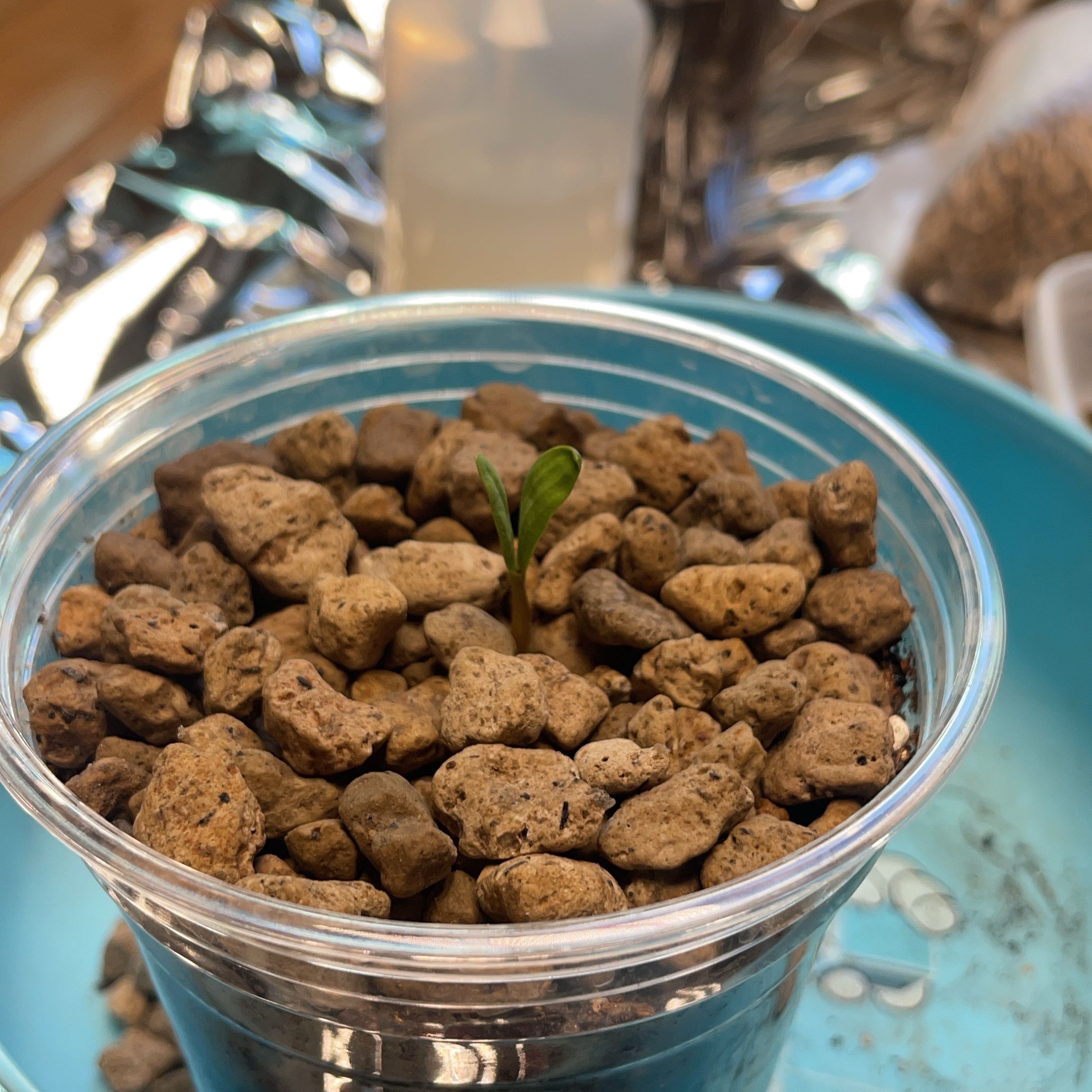 Plant care for Welwitschia on Greg, the plant care app