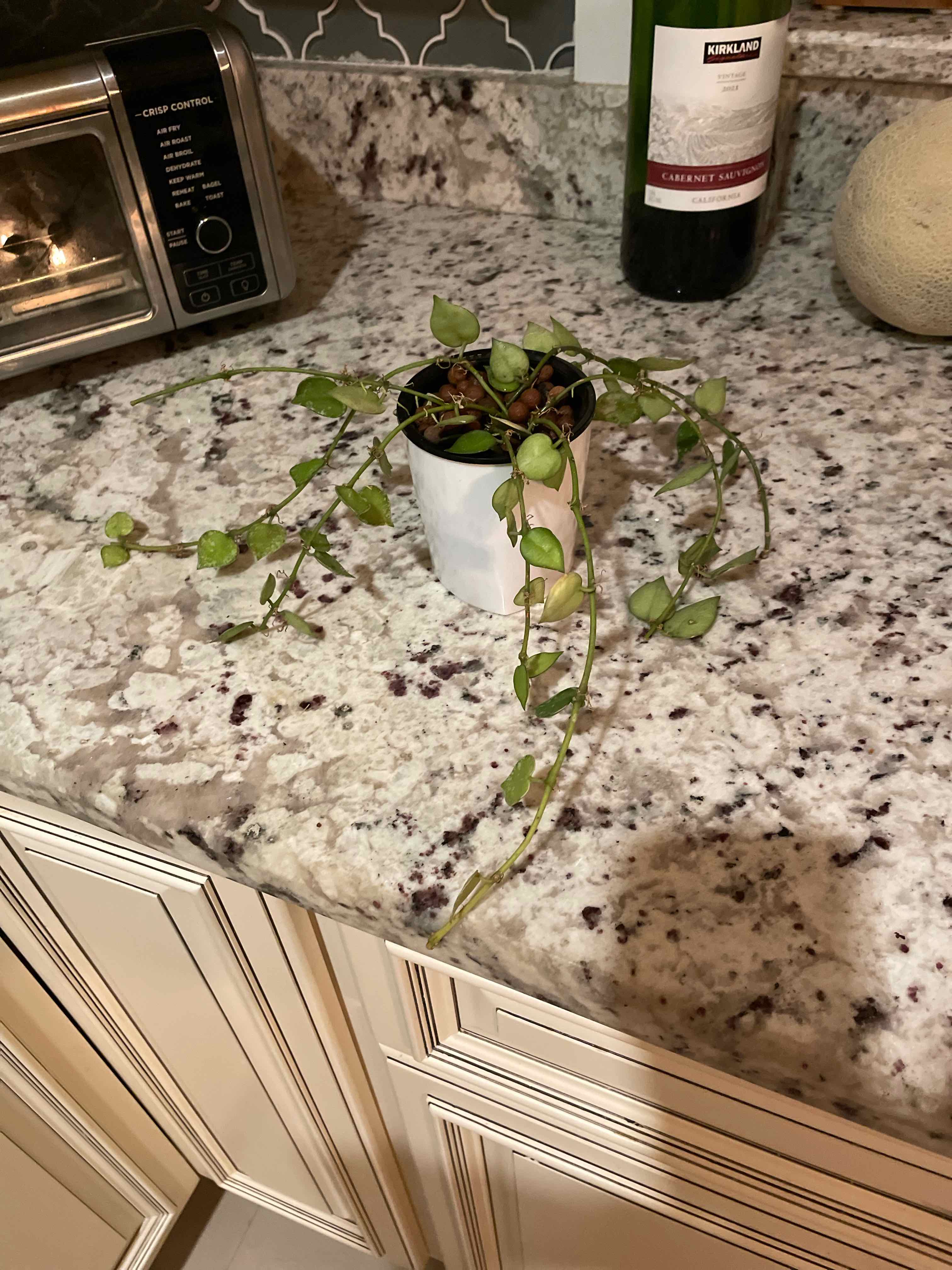 Hoya krohniana plant in a white pot on a kitchen countertop.