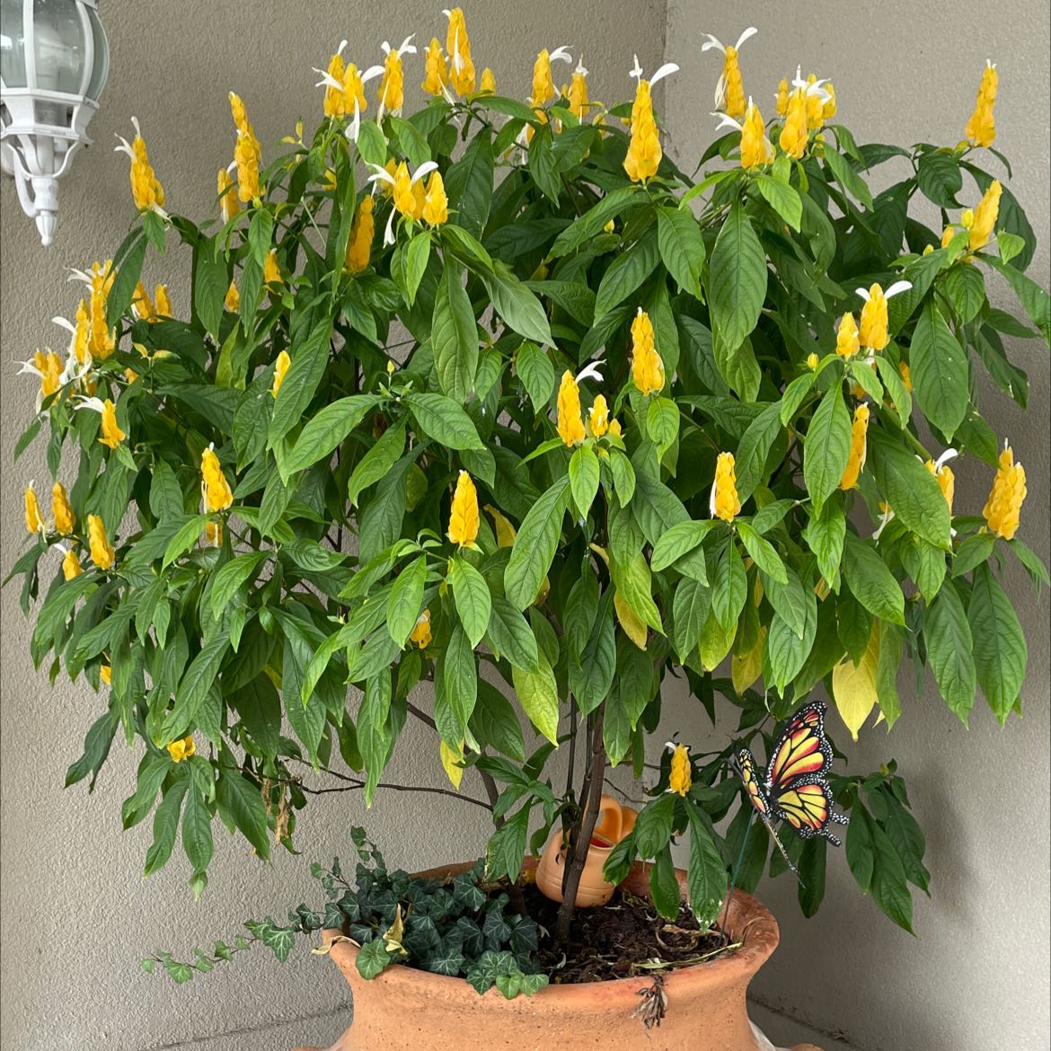 A healthy Lollipop Plant with yellow flower spikes and lush green leaves in a pot.