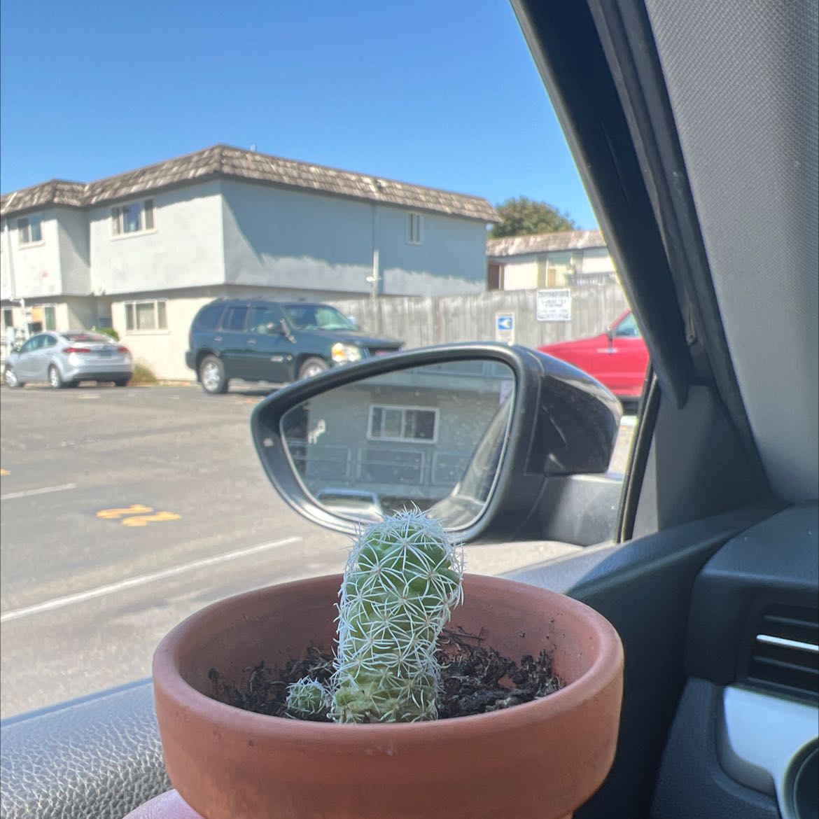 Chihuahuan Beehive cactus in a terracotta pot inside a car with a parking lot in the background.