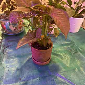 Pink Syngonium plant in Savannah, Georgia