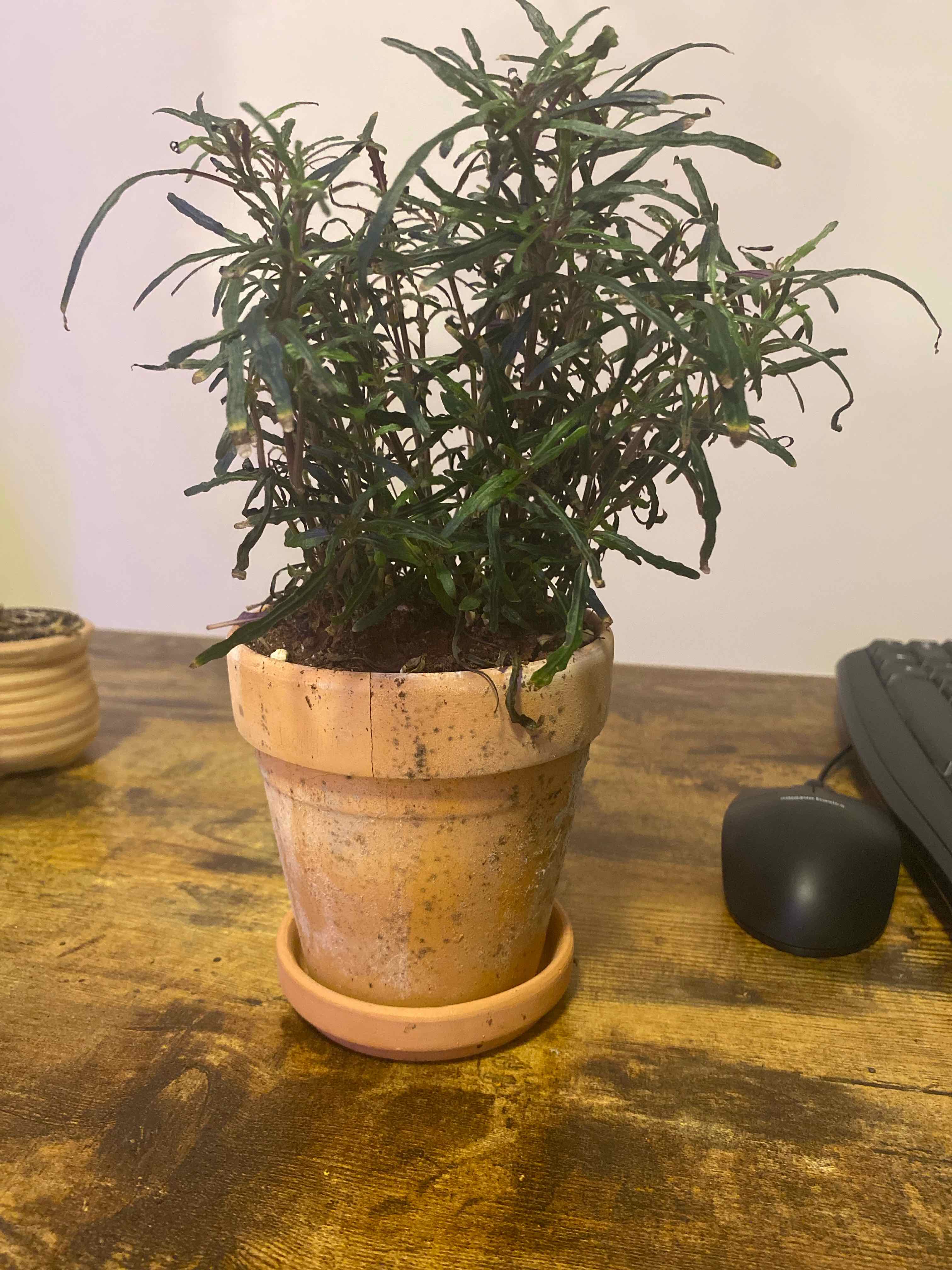 Potted Dragon's Tongue plant on a wooden surface, appears healthy.