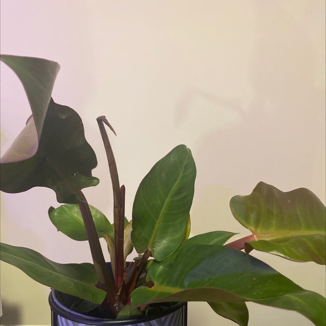 Philodendron Red Sun plant in a pot with vibrant green and red leaves.