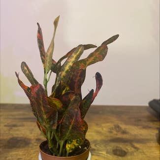 Syngonium 'Batik' plant in Savannah, Georgia