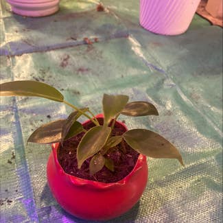 Heartleaf Philodendron plant in Savannah, Georgia