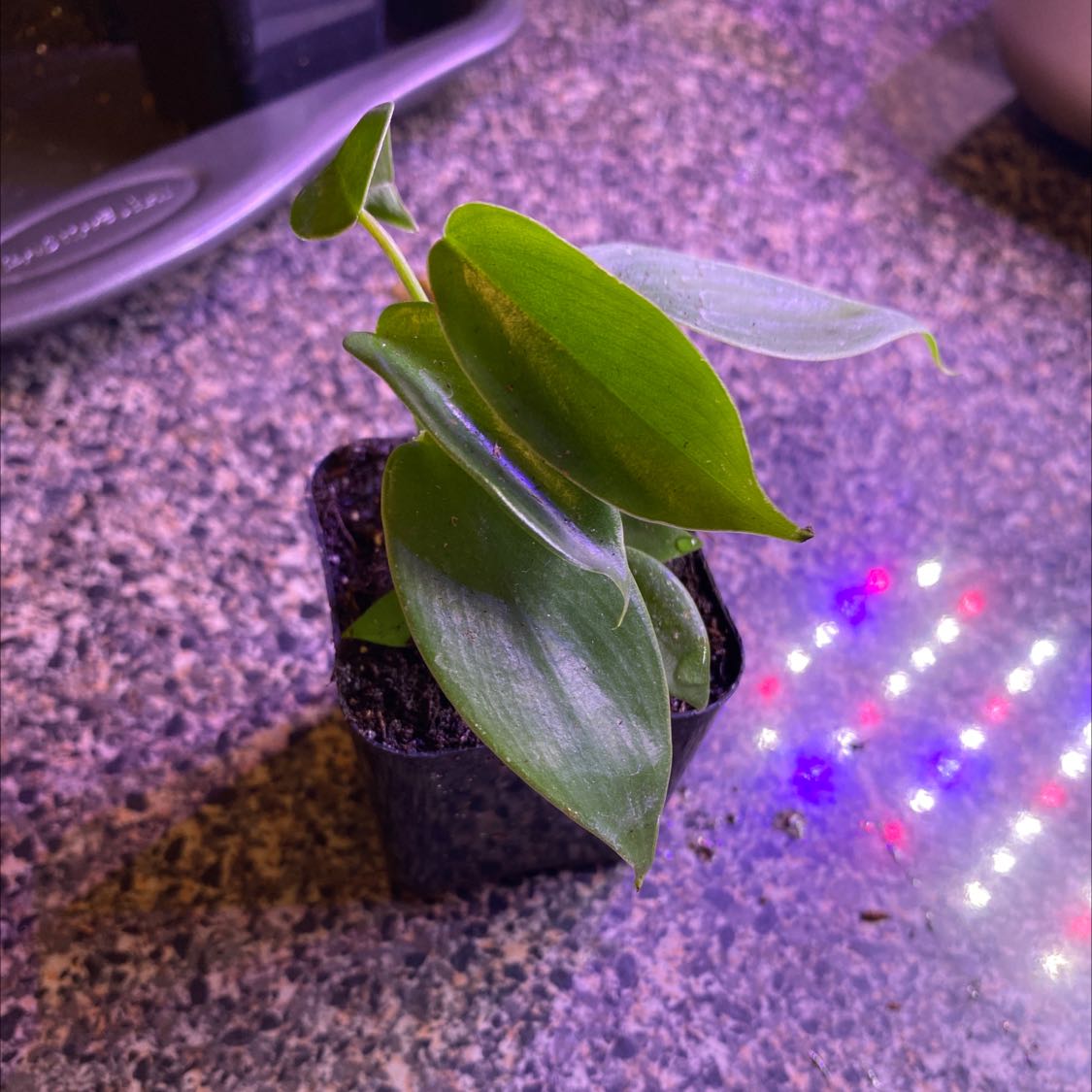 Philodendron 'Florida Beauty' plant in a pot with visible soil, healthy green leaves.