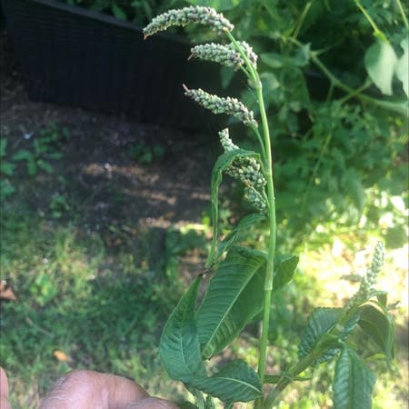 Photo of the plant species Willow Weed by Touchinghope named Your plant on Greg, the plant care app