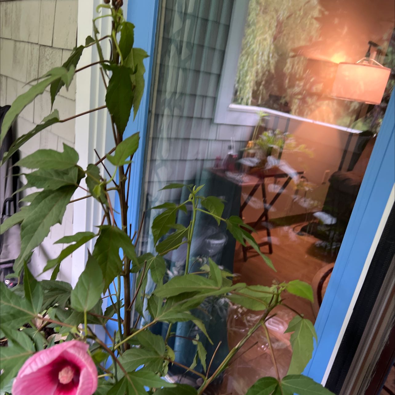 Photo of the plant species Rose Mallow by @HighestJicaro named Your plant on Greg, the plant care app