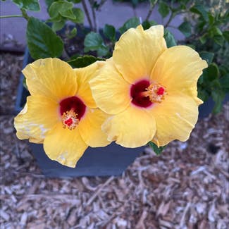 Chinese Hibiscus plant in Concord, California