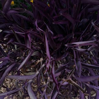 Purple Heart plant in Concord, California