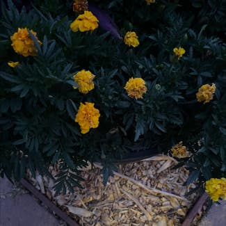 African Marigold plant in Concord, California