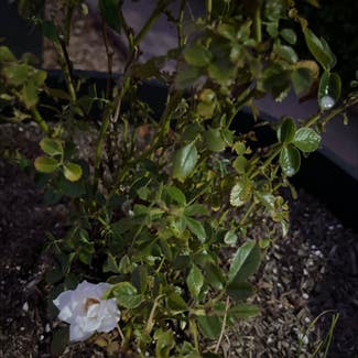 Dog Rose plant in Concord, California
