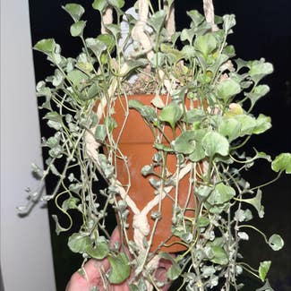 Silver Ponysfoot plant in Concord, California
