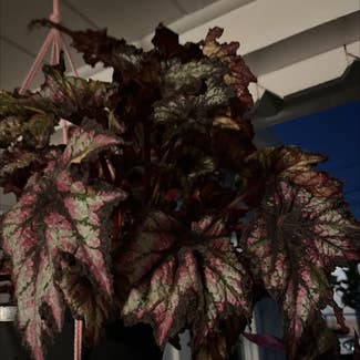Rex Begonia plant in Concord, California