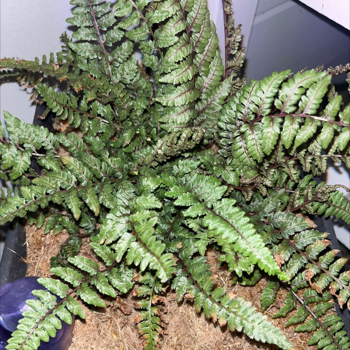 Photo of the plant species Icarus by @SacredHardpine named Your plant on Greg, the plant care app