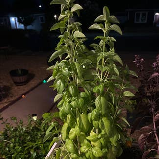 Sweet Basil plant in Concord, California