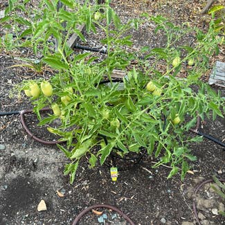 Tomato Plant plant in Concord, California