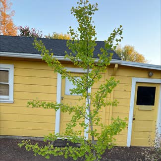 Ginkgo Tree plant in Concord, California