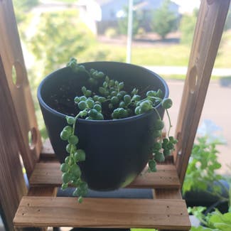 String of Pearls plant in Vancouver, Washington